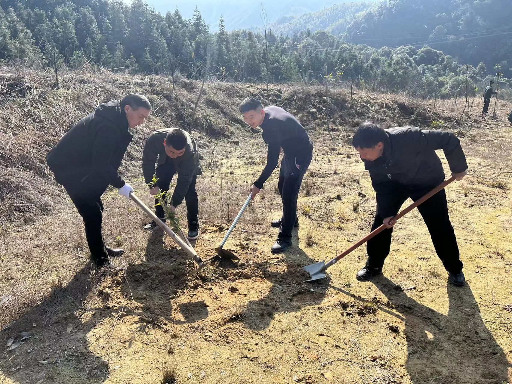 植树活动中 (2).jpg