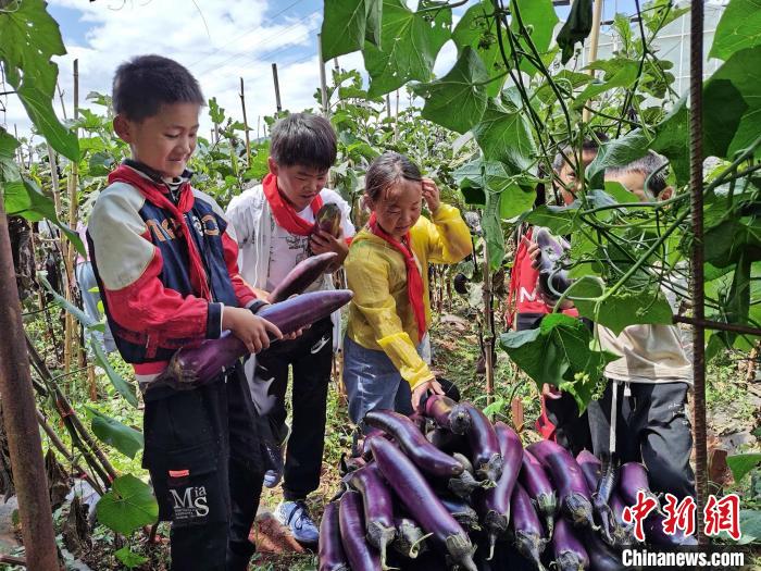 图为同学们采收蔬菜 学校供图